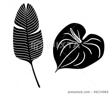 熱帶植物葉子例證象集合 熱帶植物葉子例證象集合 49214968