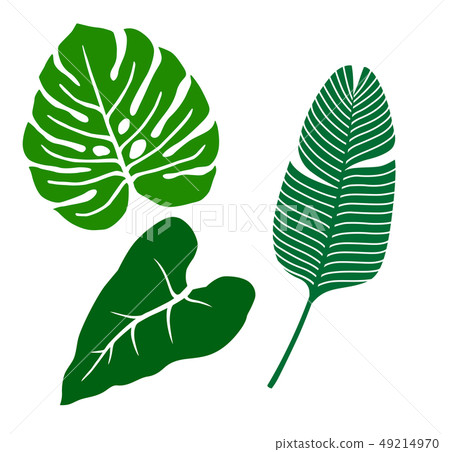 Tropical plant illustration icon set 49214970