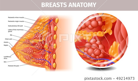 Highly Detailed View of Healthy Female Breast 49214973