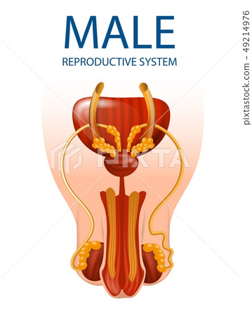 Detailed Inner Close Up View of Man's Genitals Detailed Inner Close Up View of Man's Genitals 49214976