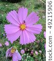 Cosmos 49215906