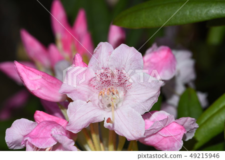 粉紅色的杜鵑花 49215946