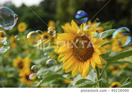 向日葵 49216090