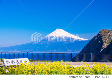 (Shizuoka Prefecture) Mt. Fuji seen from the hills of Nishiizu and Sakimeki 49216217