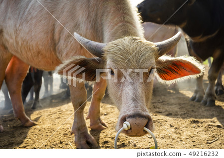 The water buffalo or domestic Asian water. The water buffalo or domestic Asian water. 49216232