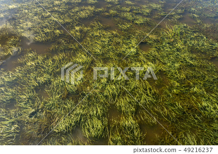 Green grass in the wetland. Green grass in the wetland. 49216237