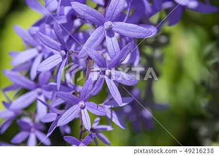 Close up of violet flower background. Close up of violet flower background. 49216238