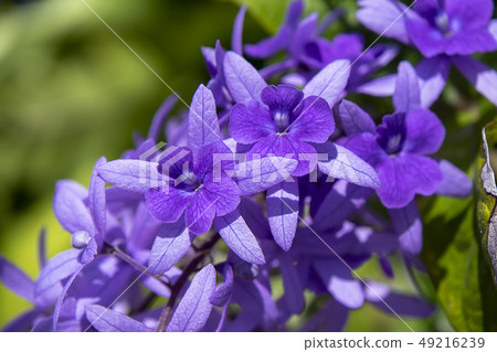 Close up of violet flower background. 49216239