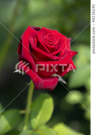 red of damask rose flower. 49216240