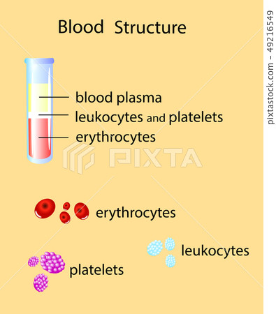 Composition of whole blood isolated vector 49216549