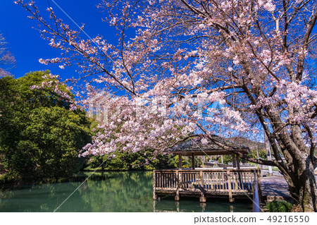 (Shizuoka Prefecture) Cherry blossoms in Izunokuni City / Kosaka Shimizu Pond Water Park 49216550