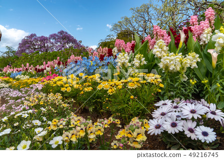 Full bloom A lot of colorful flowers Ashiga flower park Tochigi Full bloom A lot of colorful flowers Ashiga flower park Tochigi 49216745