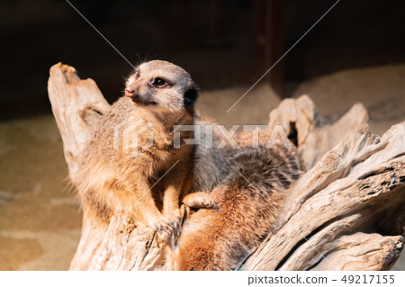 meerkat  49217155