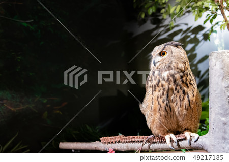 室內歐亞歐洲產之大雕的貓頭鷹夜間 49217185