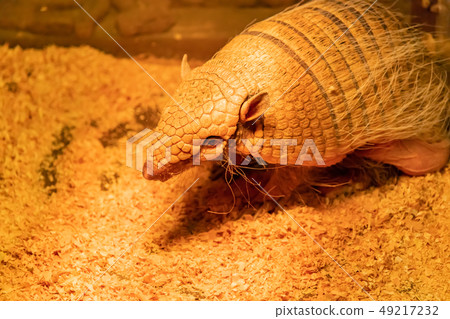 Armadillo night interior 49217232