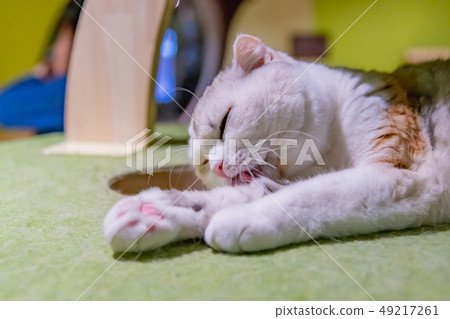 Cats of the cat cafe 49217261