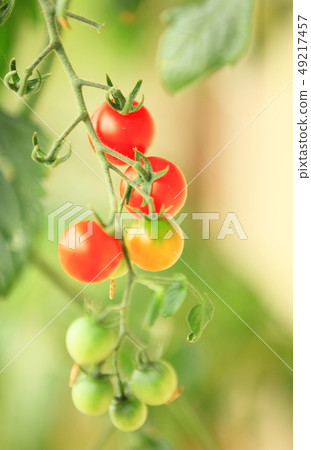 Flower image 49217457