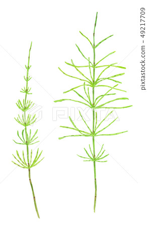 木賊屬植物arvense sugina 木賊屬植物arvense sugina 49217709