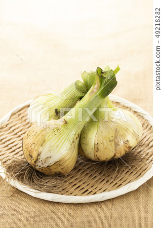 新洋蔥 新洋蔥 49218282