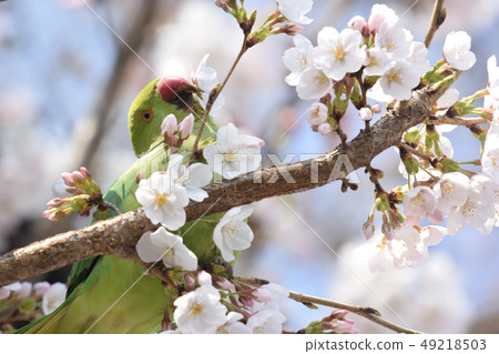 長尾小鸚鵡採摘櫻花花瓣 49218503