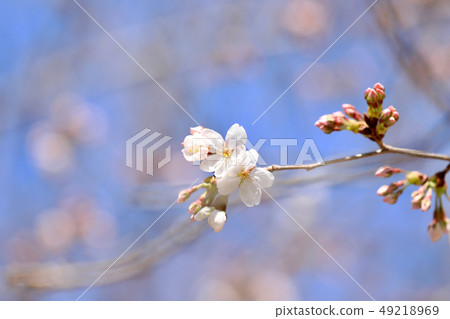 Gifu Castle Somei Yoshino, cherry blossoms, close up (Gifu Prefecture) 49218969