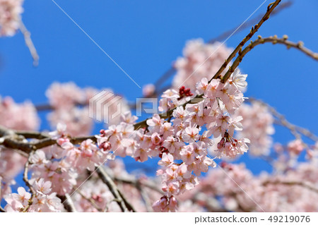 Gifu Castle Somei Yoshino, cherry blossoms, close up (Gifu Prefecture) 49219076