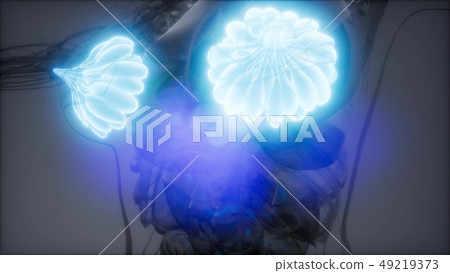 medically accurate illustration of an obese womens 49219373