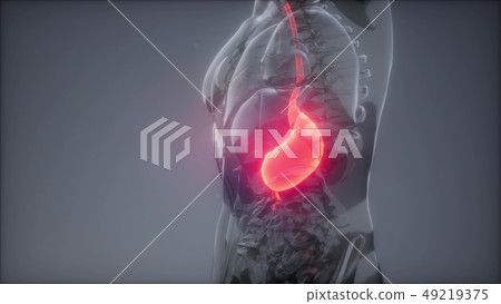 Human Stomach Radiology Exam 49219375
