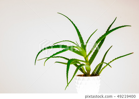Aloe vera plant isolated on white. 49219400