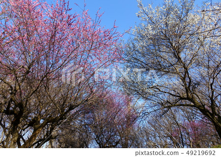 Spring image: Co-starring of Hakumei and Hakumei Spring image: Co-starring of Hakumei and Hakumei 49219692