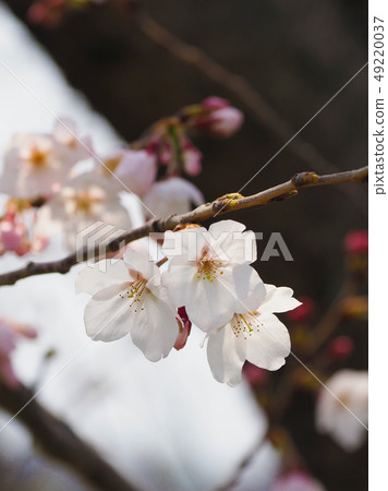 Sakura (natural texture) Sakura (natural texture) 49220037