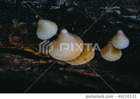 Wild mushrooms Wild mushrooms 49220131