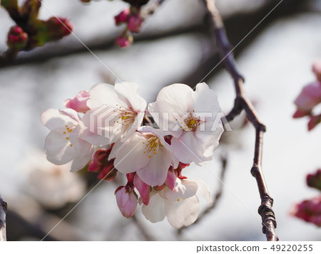 Sakura (natural texture) Sakura (natural texture) 49220255