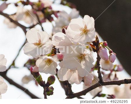 Sakura (natural texture) 49220295