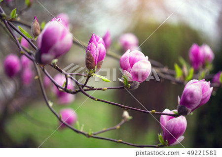 branch of a blooming magnolia branch of a blooming magnolia 49221581