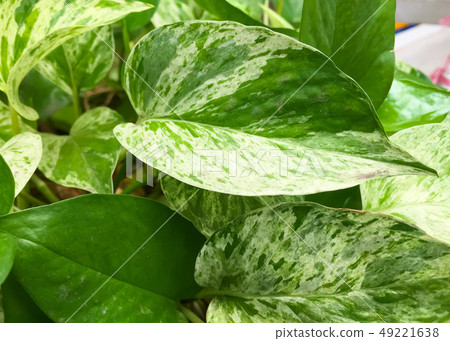 The Golden pothos were planted in a potted plant The Golden pothos were planted in a potted plant 49221638