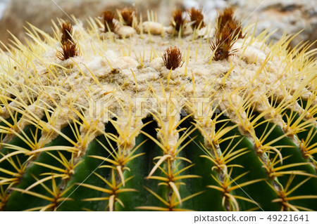 Golden barrel cactus or Echinocactus grusonii 49221641