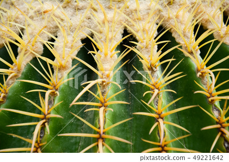 Golden barrel cactus or Echinocactus grusonii 49221642