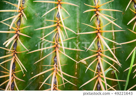 Thorn of Golden barrel cactus or Echinocactus 49221643