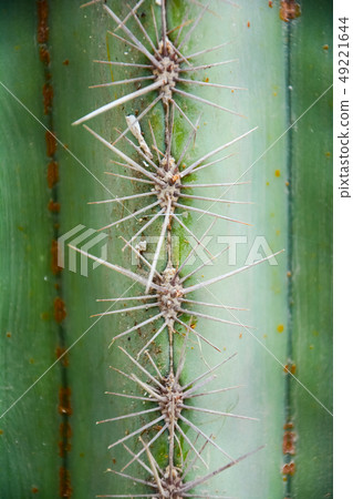 Thorn of Golden barrel cactus or Echinocactus 49221644