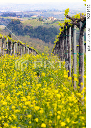vineyards in the hills of Tuscany 49221662