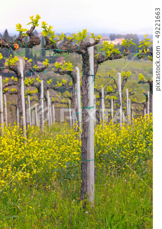 vineyards in the hills of Tuscany 49221663