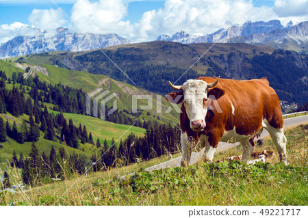italian  cows on a pasture italian  cows on a pasture 49221717