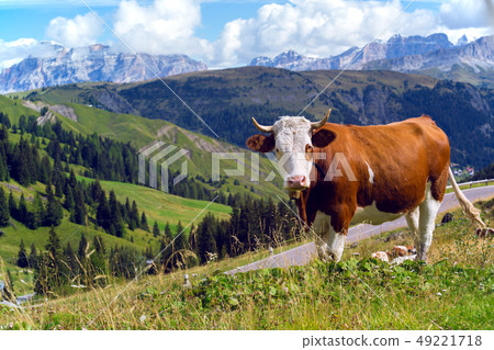 italian  cows on a pasture 49221718