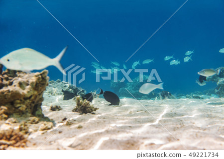fishes and corals, underwater life in Maldives 49221734