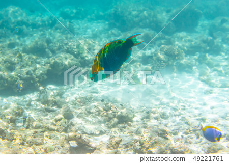 fishes and corals, underwater life in Maldives 49221761