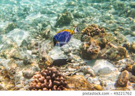 fishes and corals, underwater life in Maldives 49221762