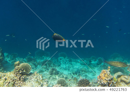 fishes and corals, underwater life in Maldives 49221763
