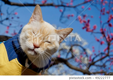 貓和花的春天 49222777