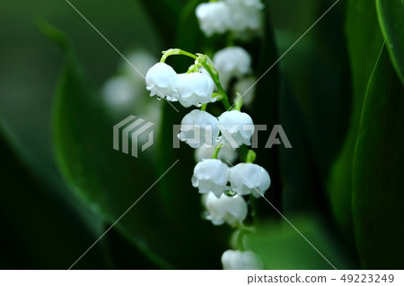 鈴蘭春天花白花 49223249